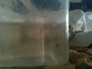 Thamnophis Sauritus en Chasse xD , By Bulle28