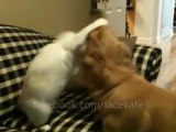Kedi ile köpek boks yapıyor