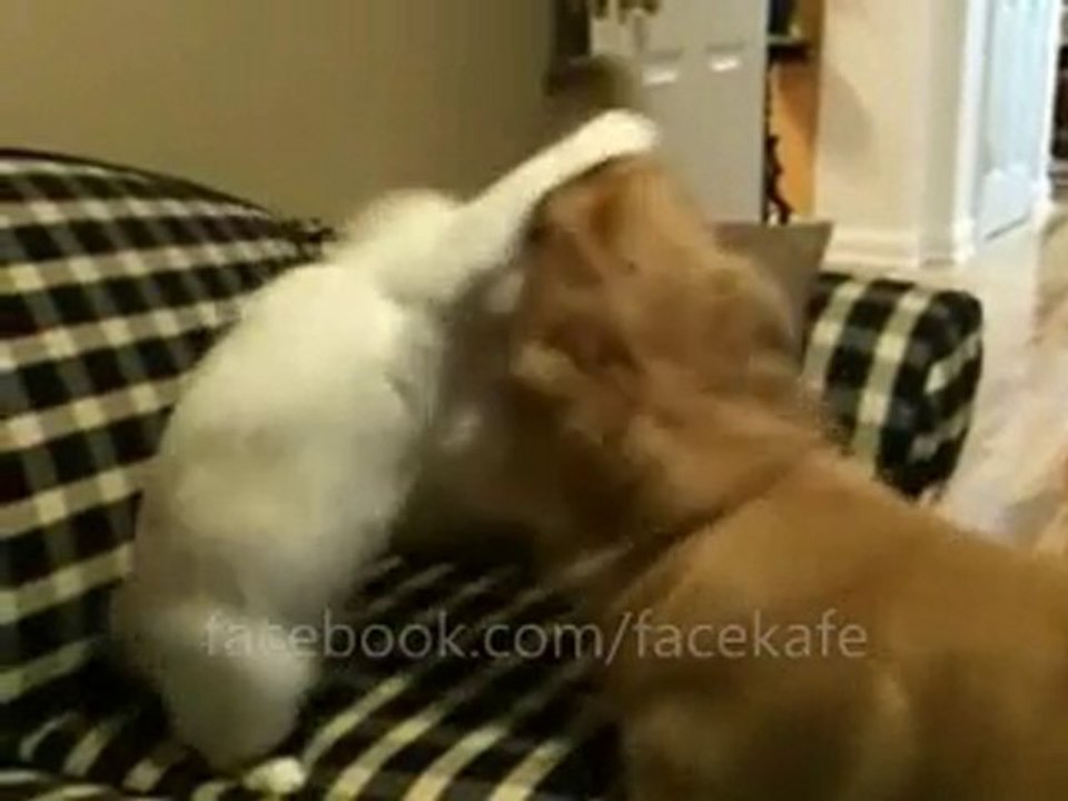 Kedi ile köpek boks yapıyor