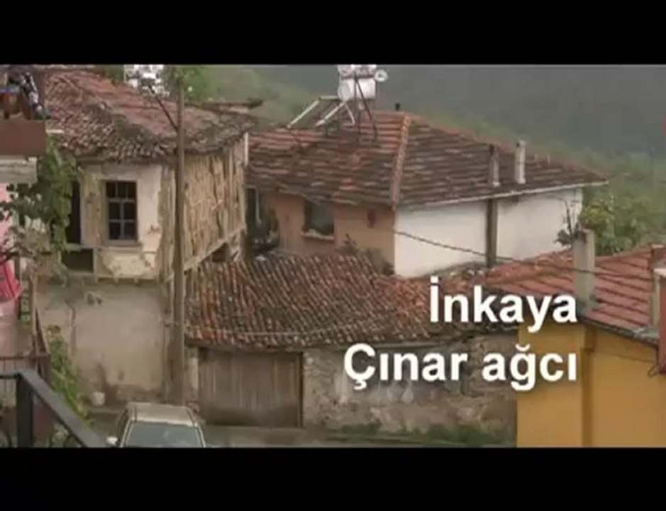600 years old Sycamore tree in Bursa (Platanus orientalis)