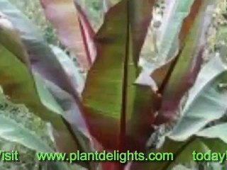 Banana Plants - Ensete glaucum