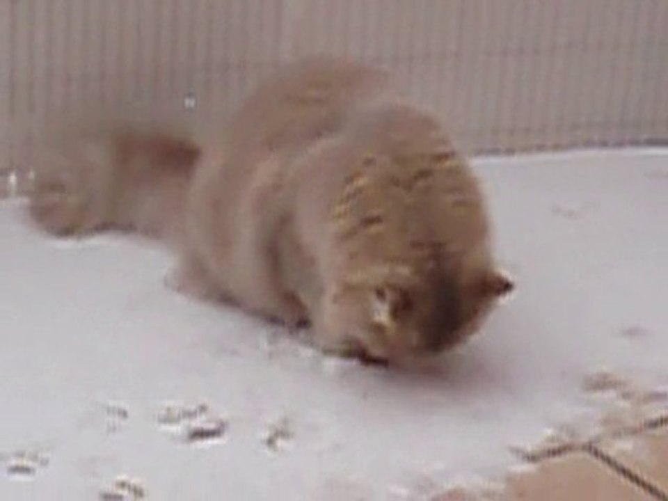 Flag découvre la neige