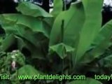 Banana plants - Musa basjoo