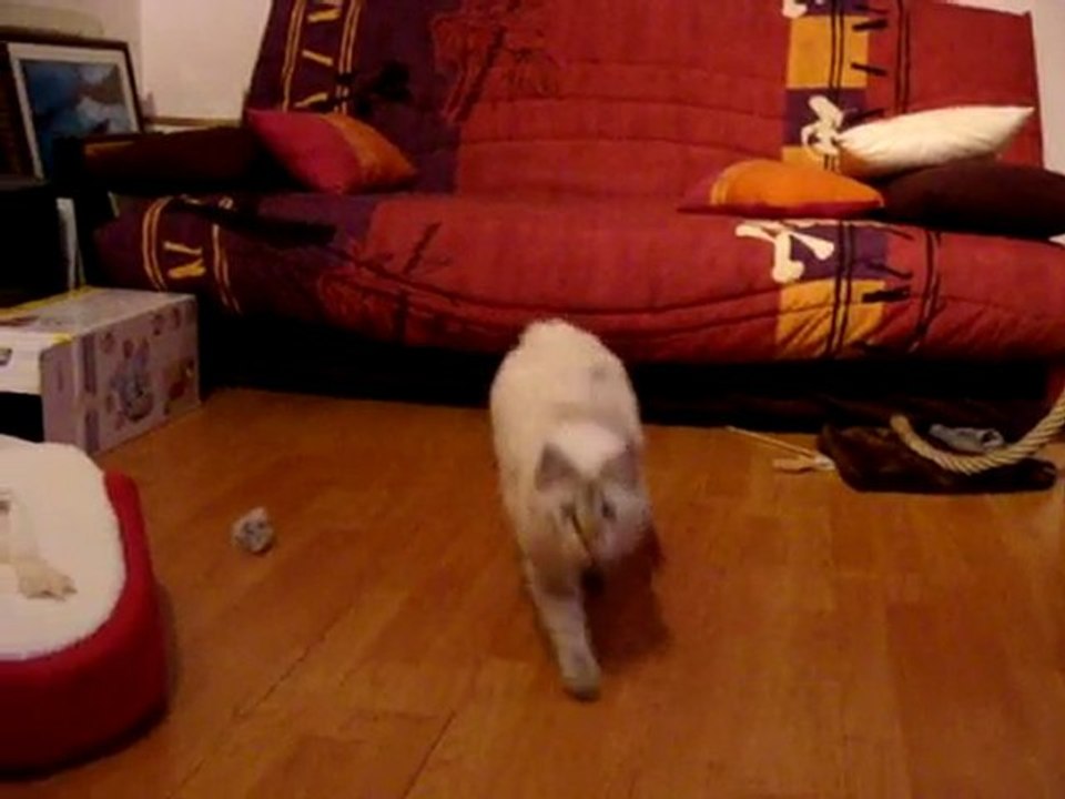 Les chatons au 14 novembre