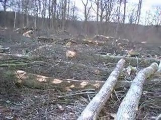 Abattage de jeunes arbres par ONF
