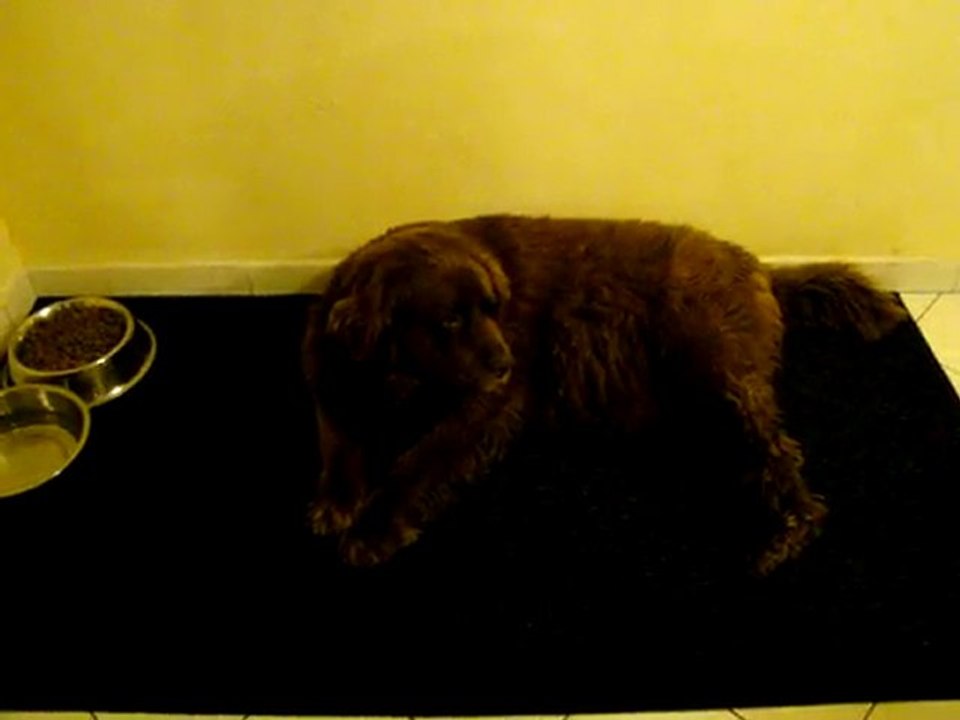 chiots terre neuve marron ou bronze de l'élevage de VALOYAN