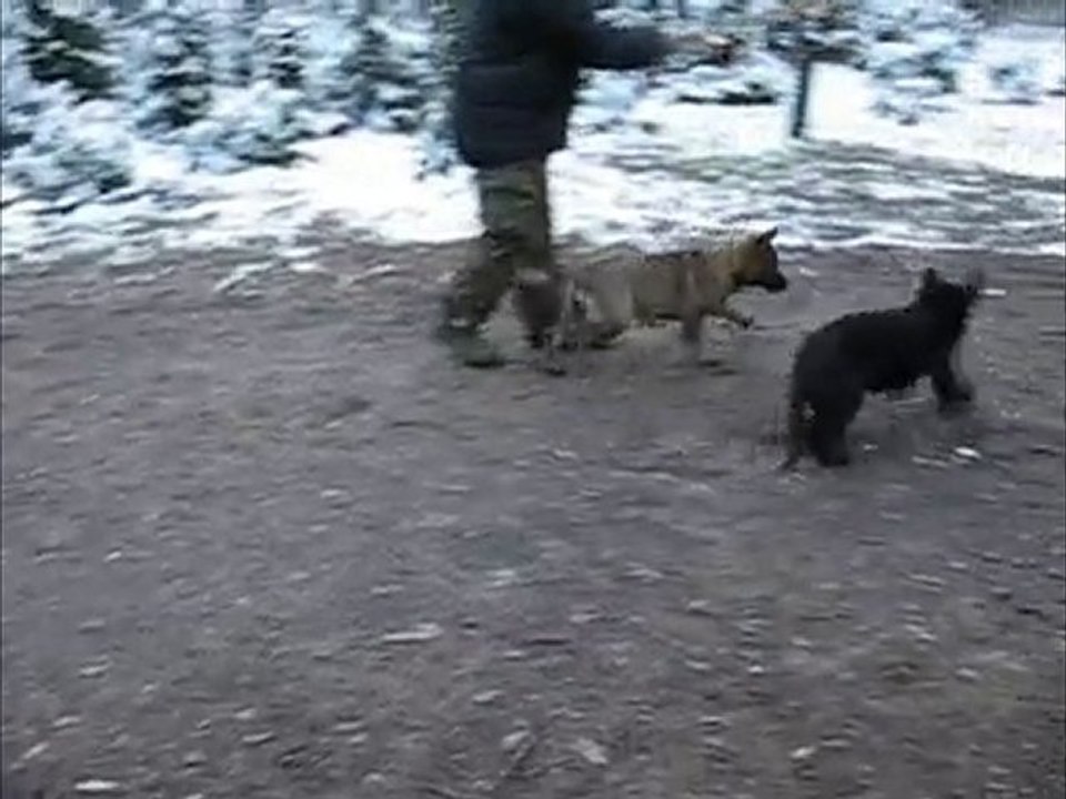 Caro-Cora-vom Wolfsfriede, 12 weeks