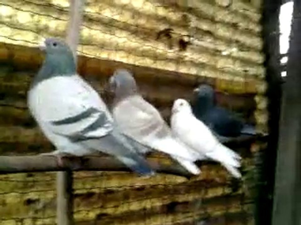 Mes pigeons 2010