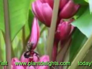 Banana Plant - Musa 'The Pearl'