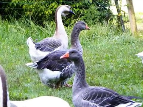 diaporama de l'année 2010 - 32ème partie