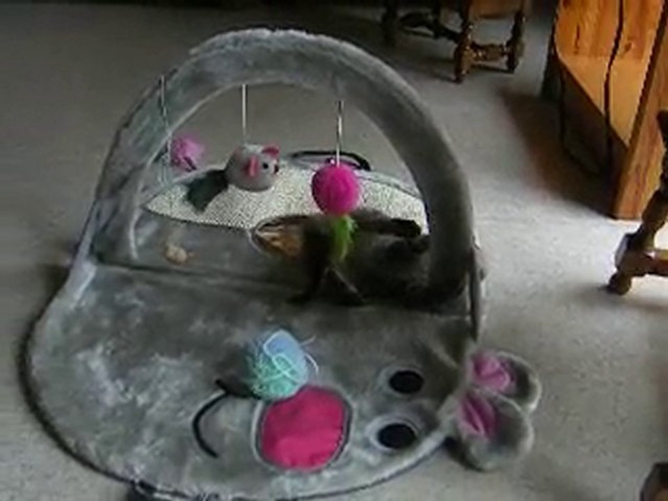 Kouma s'éclate avec son nouveau tapis de jeu