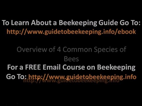 Beekeeping Course - 3 Things That Could Be Included Inside