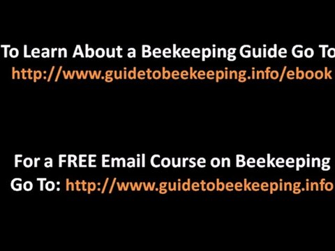 Beekeeping For Beginner - 2 Tips About Backyard Beekeeping