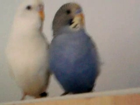 perruche qui chante dokuz mevsim