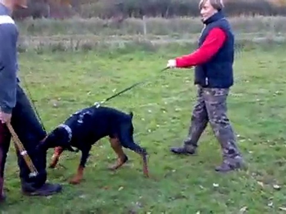 Arés 6 mois défense du maitre et garde au ferme