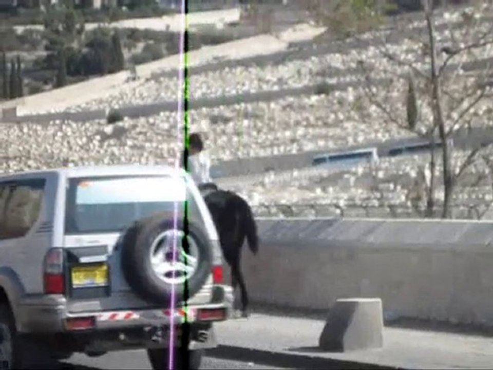 Horse in Jerusalem