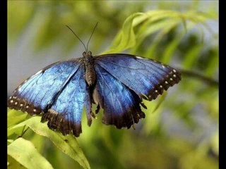 Kelebekler bile bile ateşe koşuyor