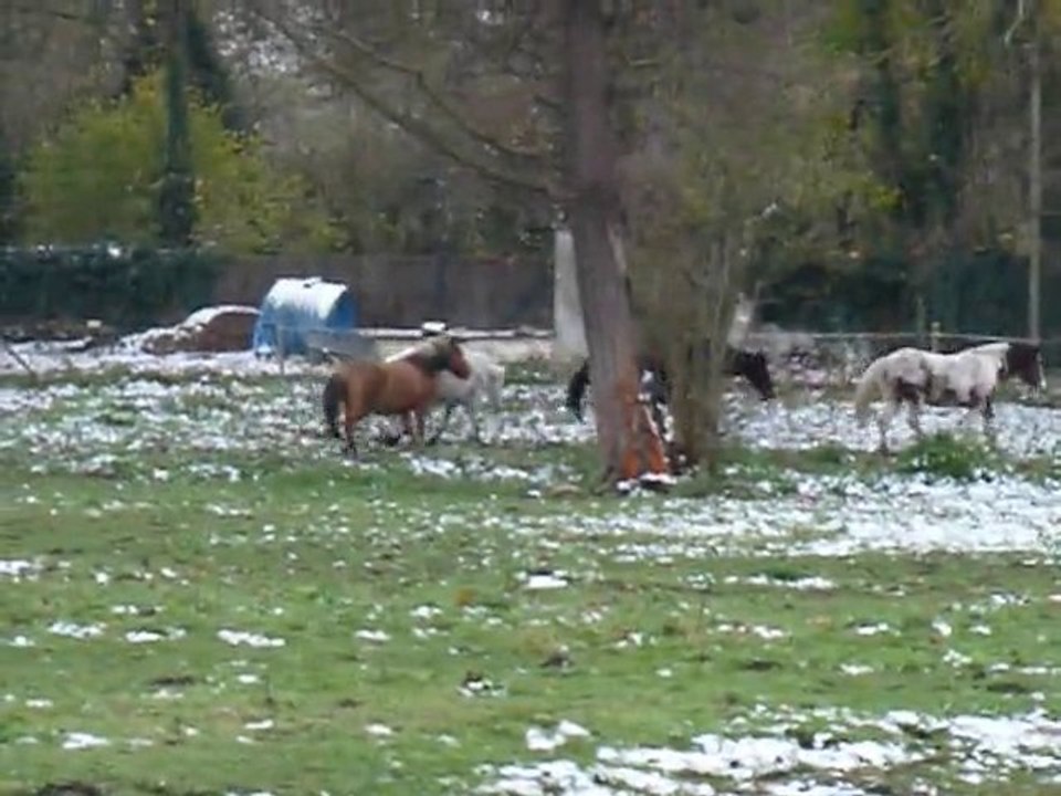 chevaux pré ...
