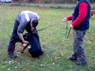 Arés 6 mois défense du maitre et garde au ferme (1)
