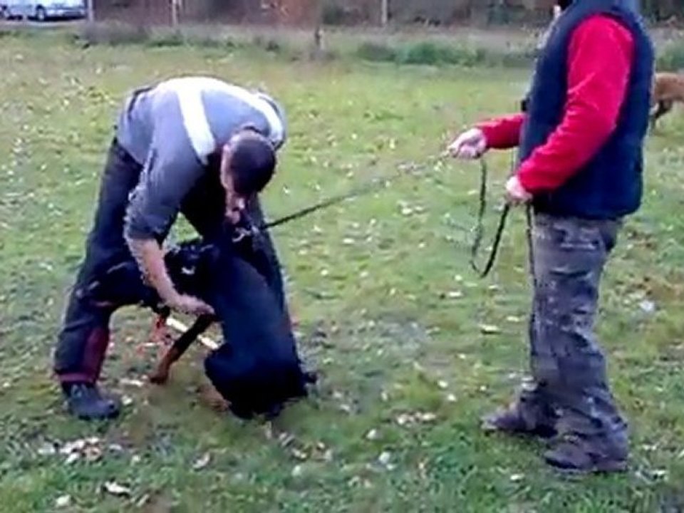 Arés 6 mois défense du maitre et garde au ferme (1)
