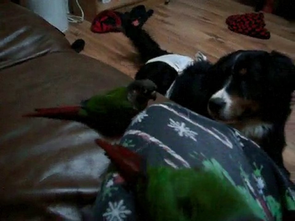 Cashew et Coco, couple de conure à joues vertes