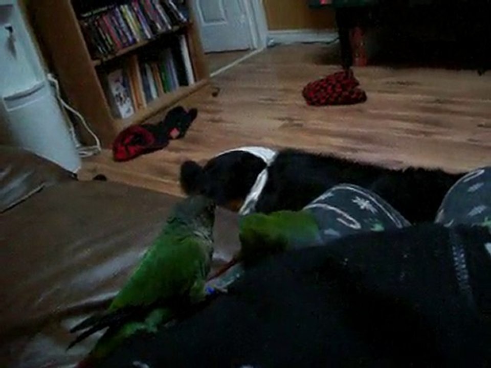 Coco et Cashew, couple conure à joues vertes