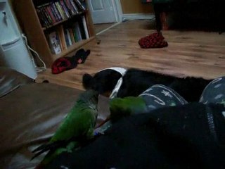 Coco et Cashew, couple conure à joues vertes