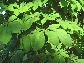 Moment de paix avec la nature