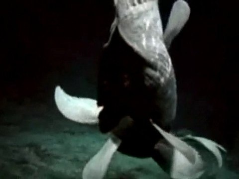 Evrimcilerin ara geçiş formu Coelacanth mükemmel