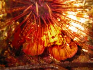 La magie d'une plongée d automne en novembre 2009