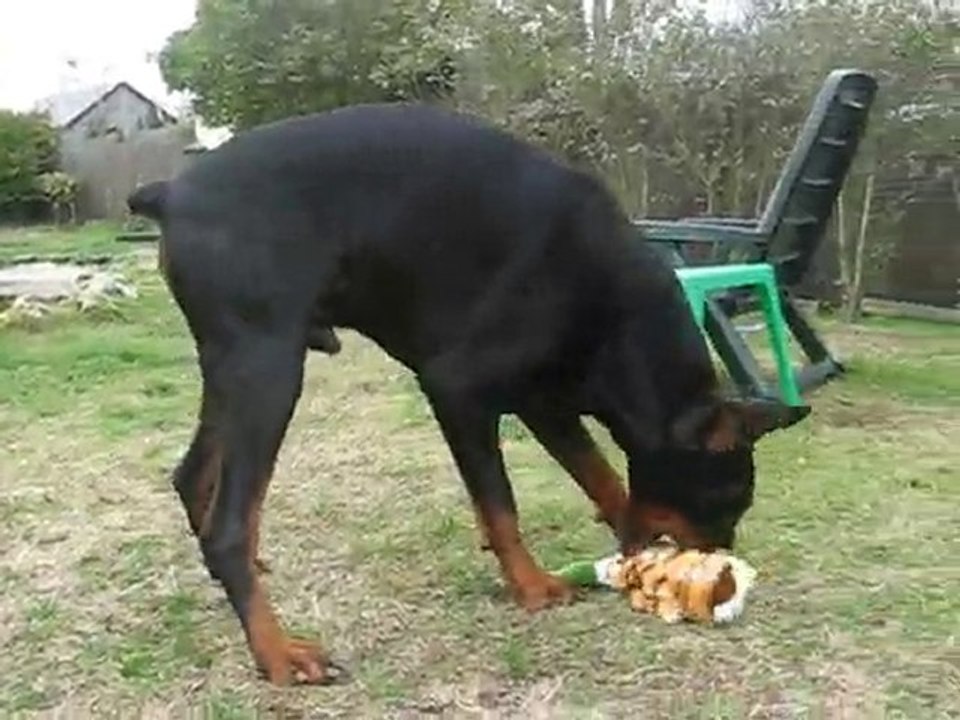 06-11-10  Trophées de chasse