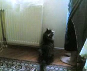 kedi Zarife/Cama çıkarın diyor/kediliev.com