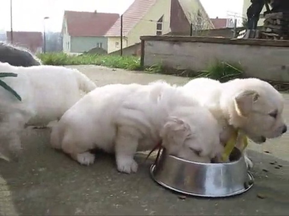 Les chiots à 1 mois