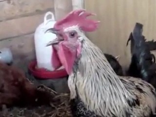 Death Metal Rooster