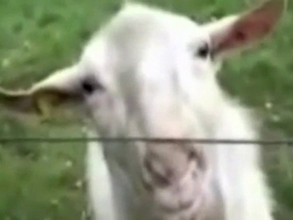 Goat Licking Electric Fence