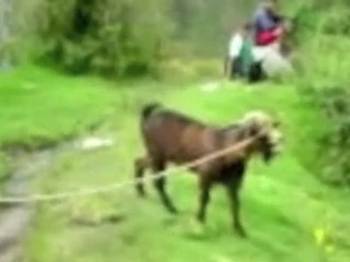 Goat Yelling Like a Man