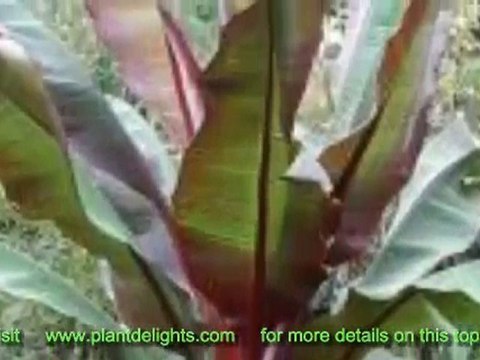 How to propagate ornamental bananas (Musa Musella Ensete)