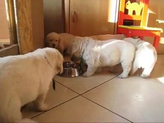 Les bébés ont 5 semaines