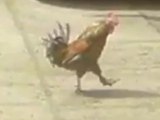 Militant Rooster