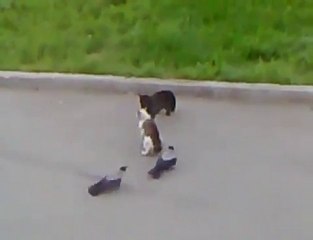 Chats vs Corneilles vs chat