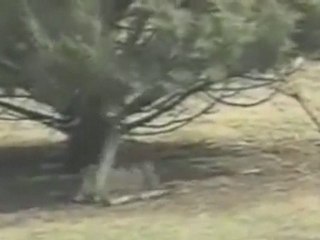 Rabbit and snake fight