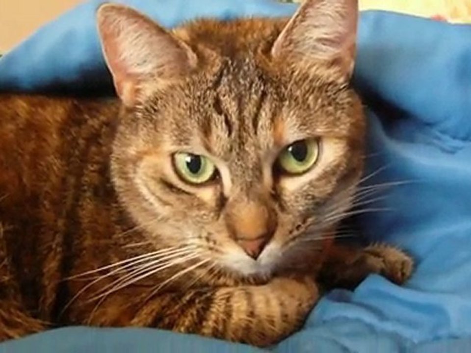 Chipie ma si jolie petite chatte rousse très cool