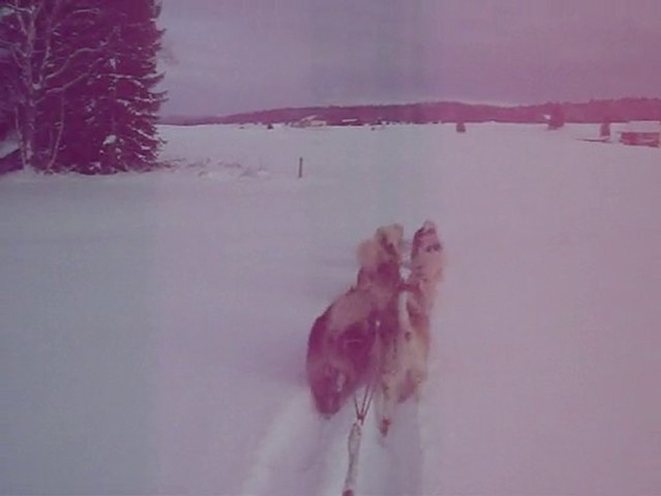 traineau a chiens