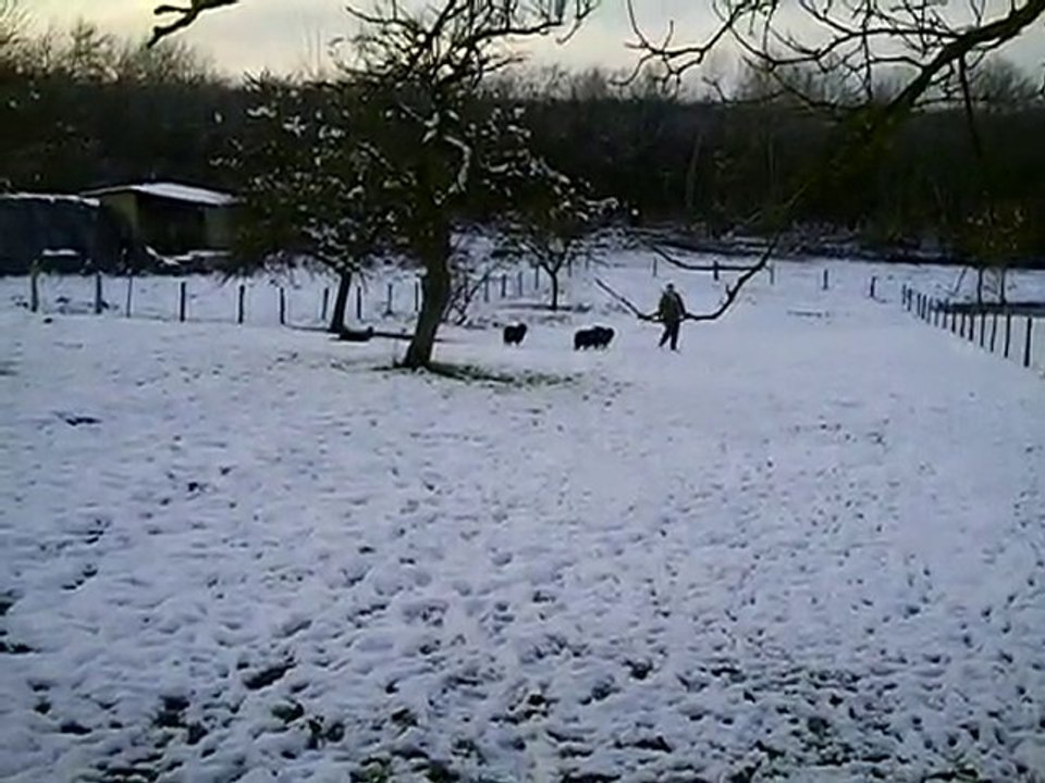 entrainement troupeau dixie 28/11/2010