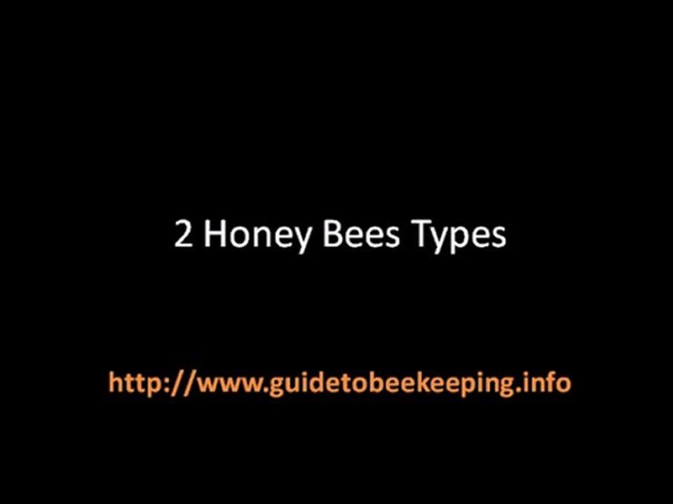 First Lessons in Beekeeping - Do You Know This Information?
