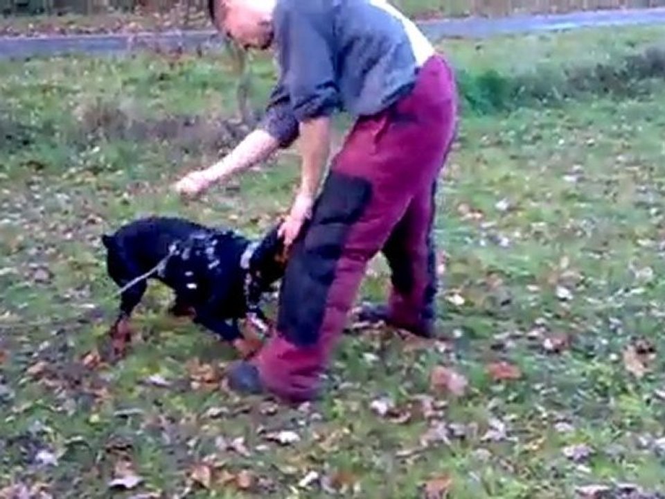 Arés 6 mois défense du maitre et garde au ferme (3)