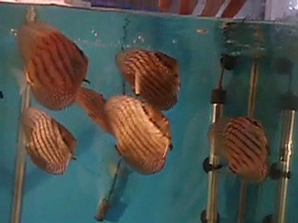 red turkuaz yavrular