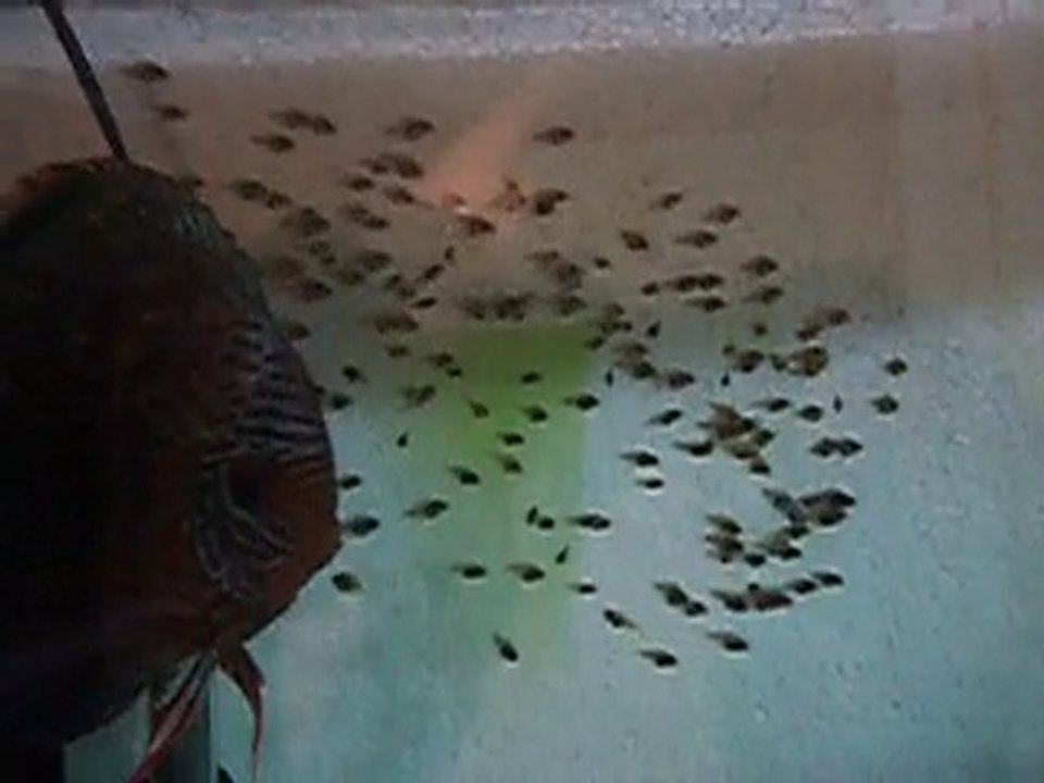 red turkuaz yavrular