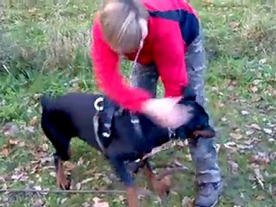 Arés 6 mois défense du maitre et garde au ferme (4)