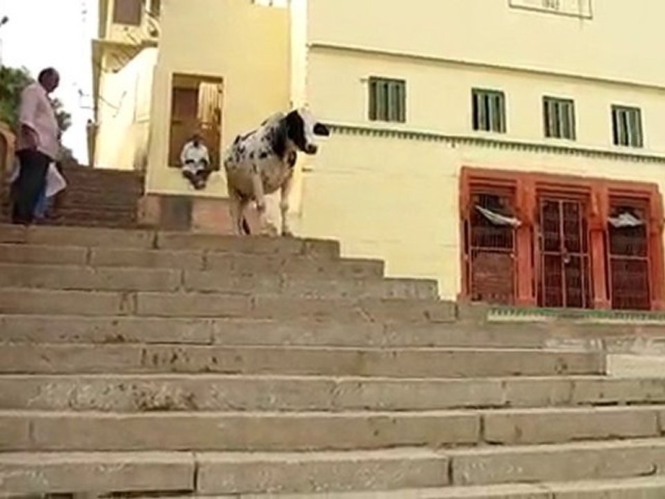 vaches sur les marches des ghats bénarès